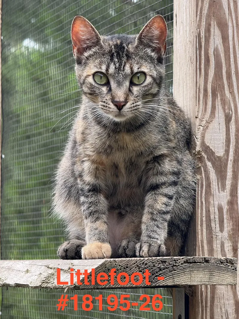 Littlefoot