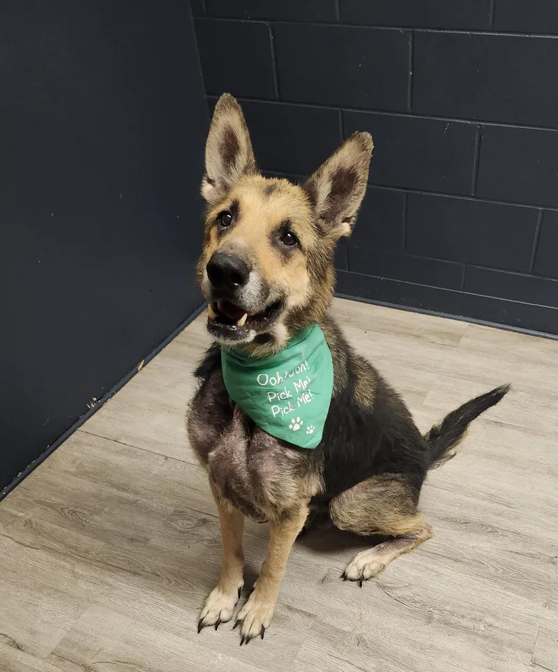 An adult large-sized male Tricolor (Brown, Black, & White) German Shepherd Dog dog named Bear for adoption in Mansfield, OH
