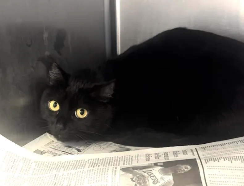 An adult medium-sized female Black Bombay cat named Luna for adoption in Beverly Hills, CA