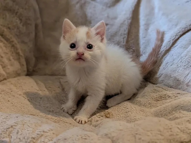 Peacemaker thumbnail 3