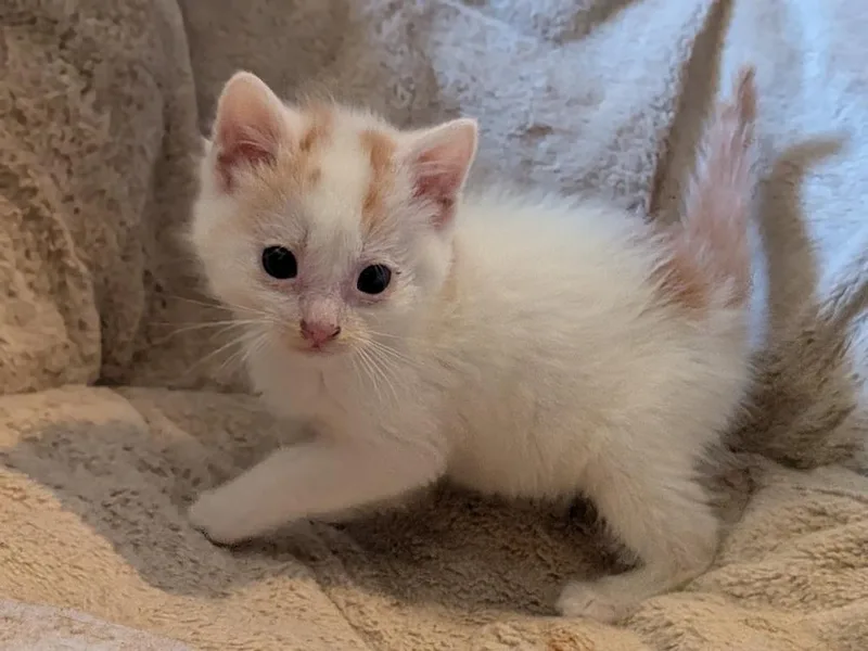 Peacemaker thumbnail 4