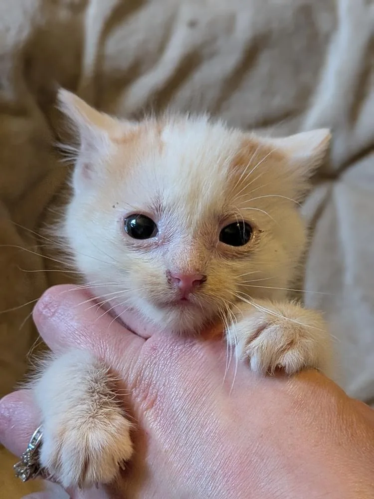 Peacemaker thumbnail 5