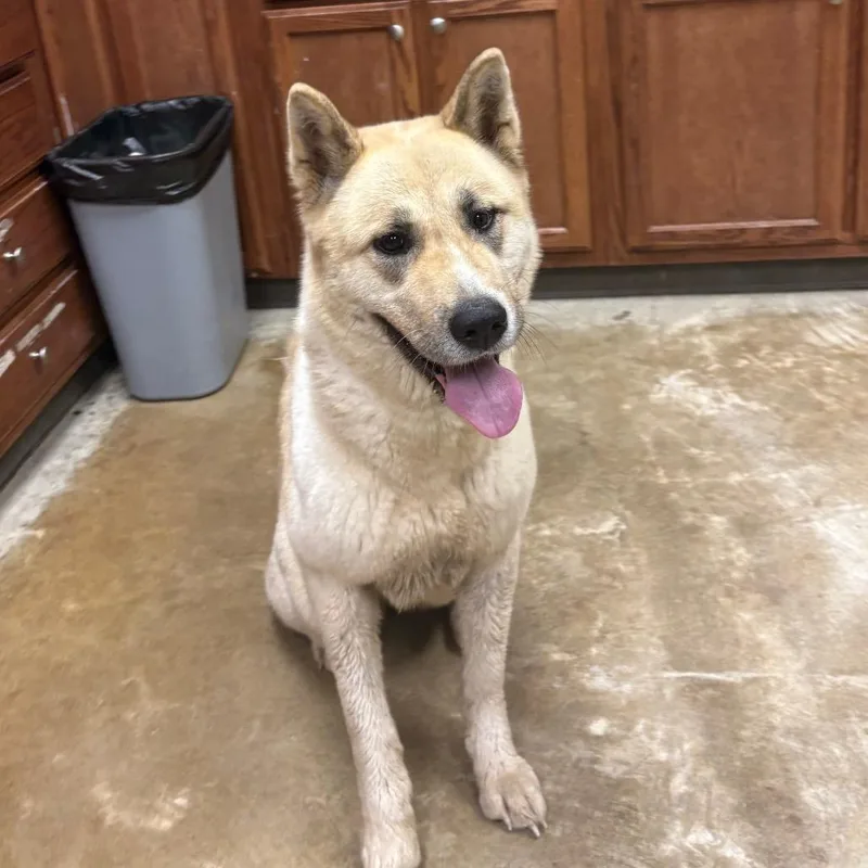 An adult large-sized female Yellow / Tan / Blond / Fawn Akita dog named FujiU for adoption in Tupelo, MS