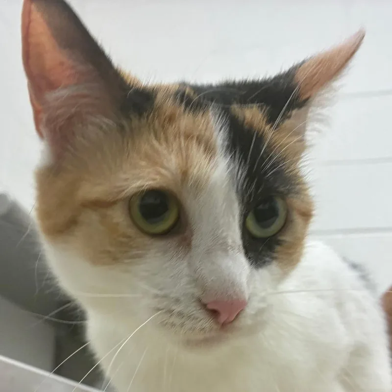 An adult medium-sized female Calico Domestic Short Hair cat named Smores for adoption in Corpus Christi, TX