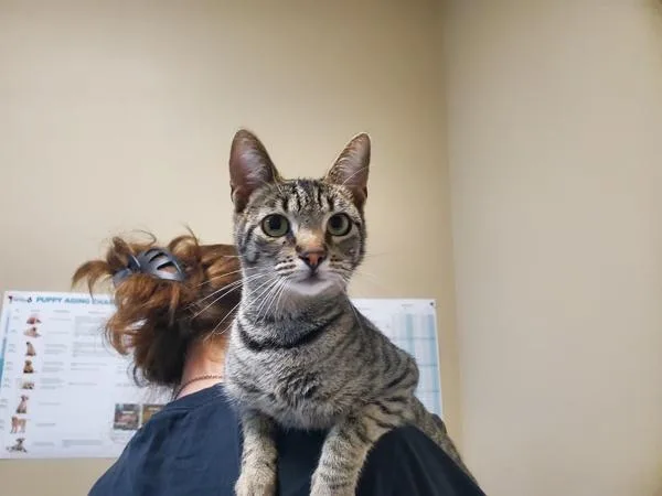 A young small-sized female Domestic Short Hair cat named Zaza for adoption in Oceanside, CA