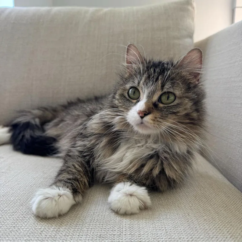 Hazel