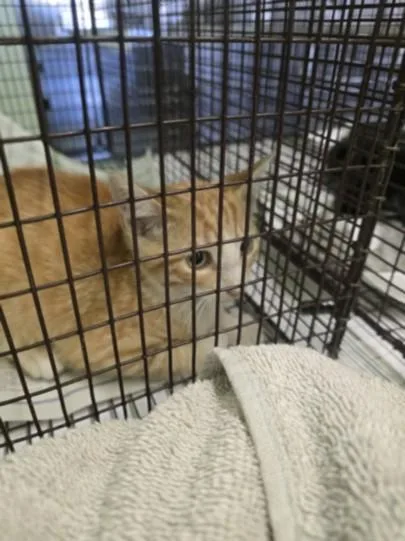 A baby small-sized male Domestic Short Hair cat named Calvin for adoption in Los Angeles, CA