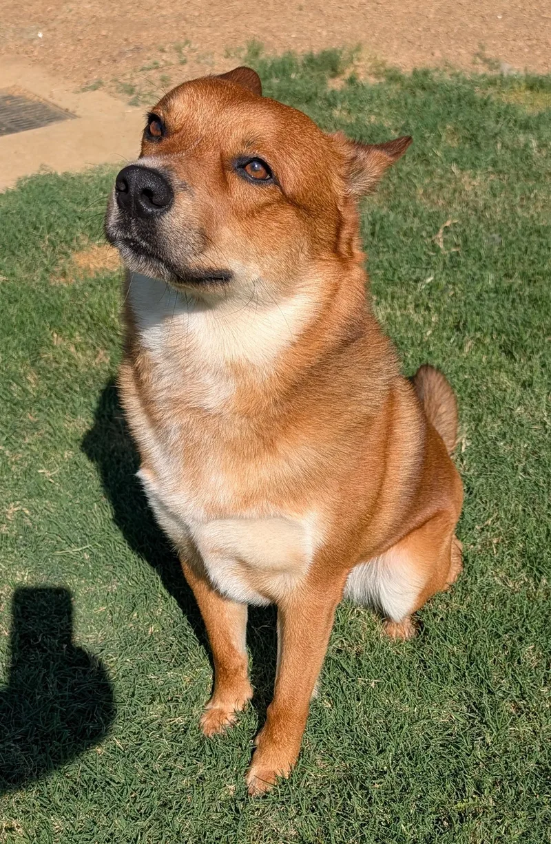 An adult medium-sized male Shiba Inu dog named Cal A for adoption in Plano, TX