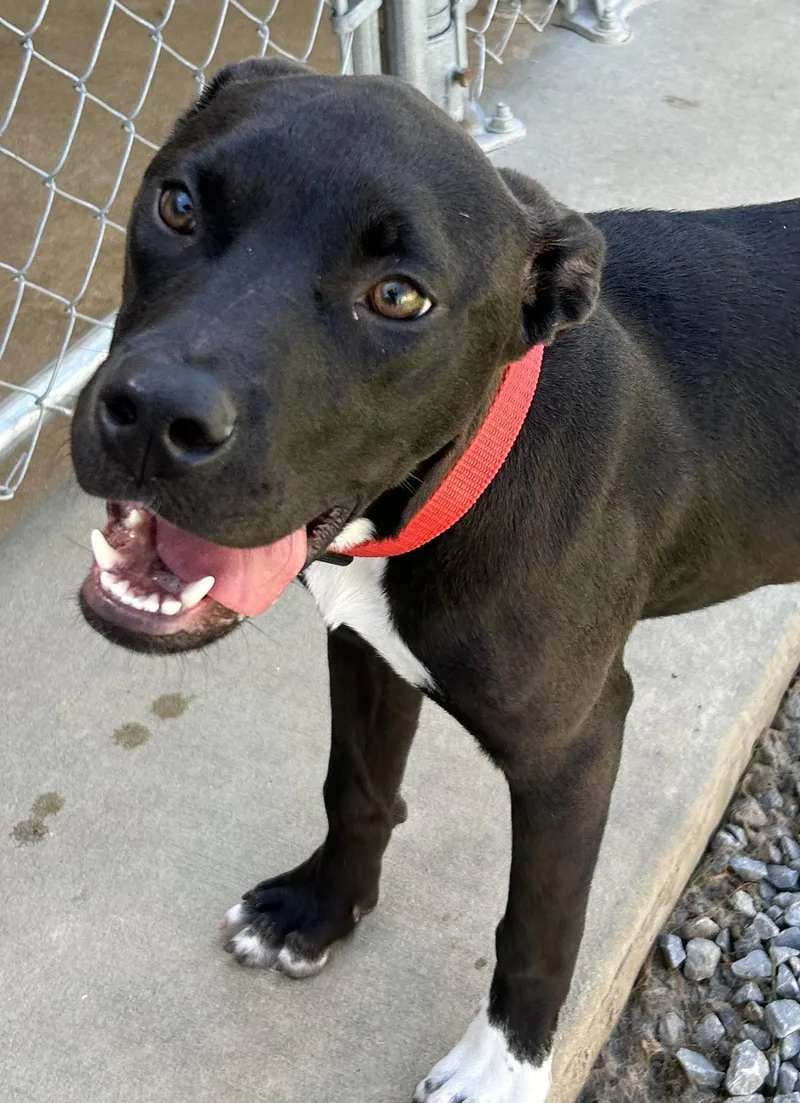 A young large-sized female Terrier dog named Pancake for adoption in Steeleville, IL