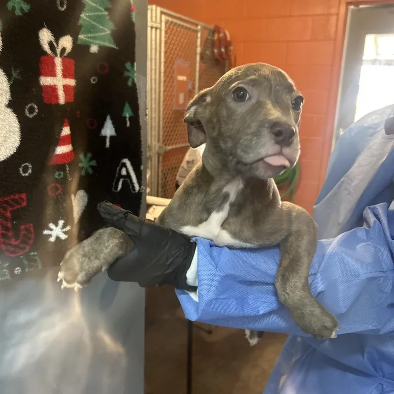 Honey Bun thumbnail 2