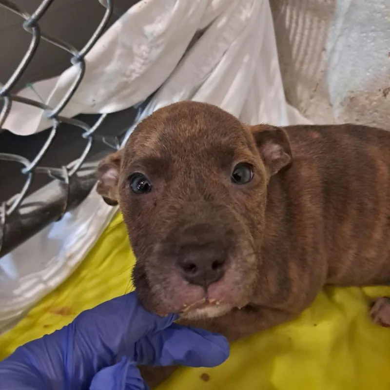 Honey Bun thumbnail 3