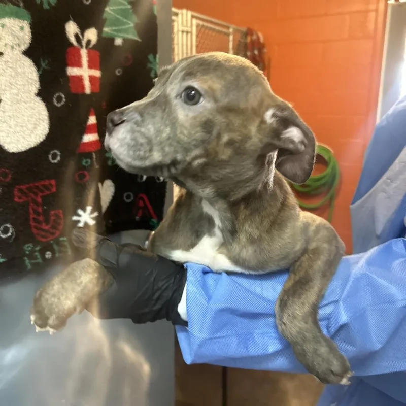 Honey Bun thumbnail 4