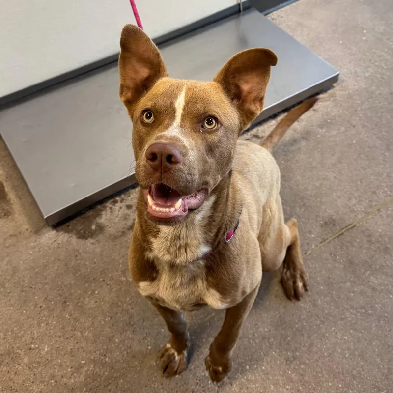 A young medium-sized male Brown / Chocolate Mixed Breed dog named Scooby for adoption in Las Cruces, NM