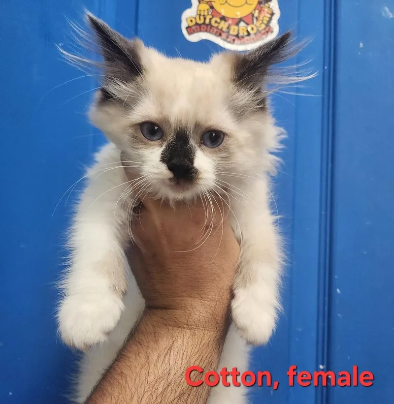 A baby medium-sized female White Himalayan cat named Cotton for adoption in Evansville, IN