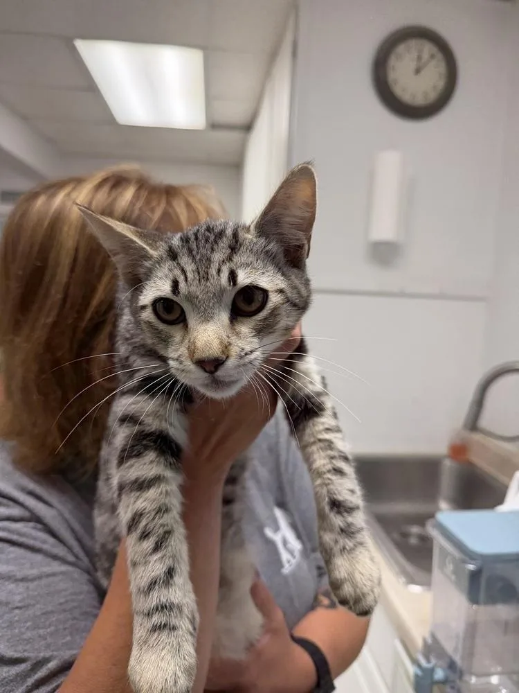 A baby medium-sized male Gray / Blue / Silver Domestic Short Hair cat named Oliver for adoption in Ontario, CA