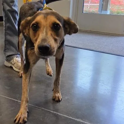 An adult medium-sized female Shepherd dog named Hope for adoption in Voorhees, NJ