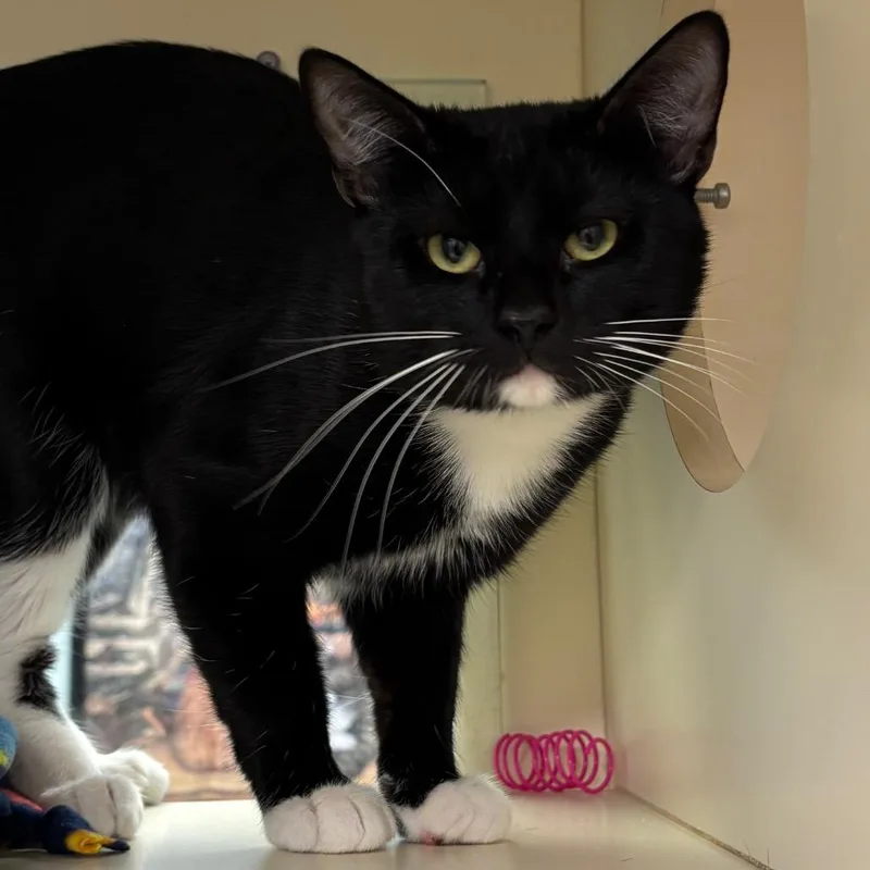 A young medium-sized male Black Domestic Short Hair cat named Catamaran for adoption in Naperville, IL