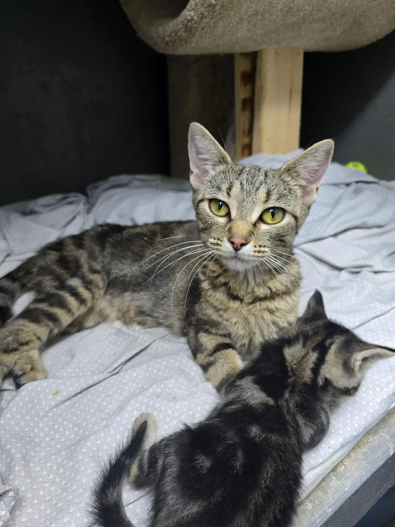 A young medium-sized female Domestic Short Hair cat named Ezlyn for adoption in hinckley, IL