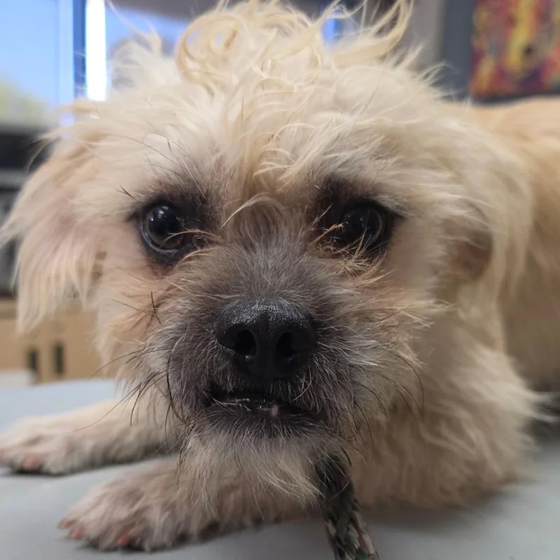 A young small-sized male Terrier dog named Chucky Chino Hills for adoption in Chino Hills, CA