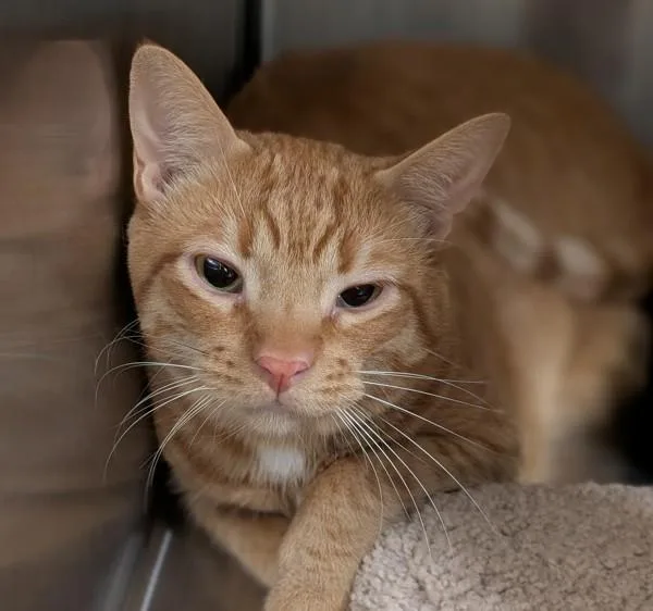 An adult medium-sized male Domestic Short Hair cat named Luke for adoption in Escondido, CA