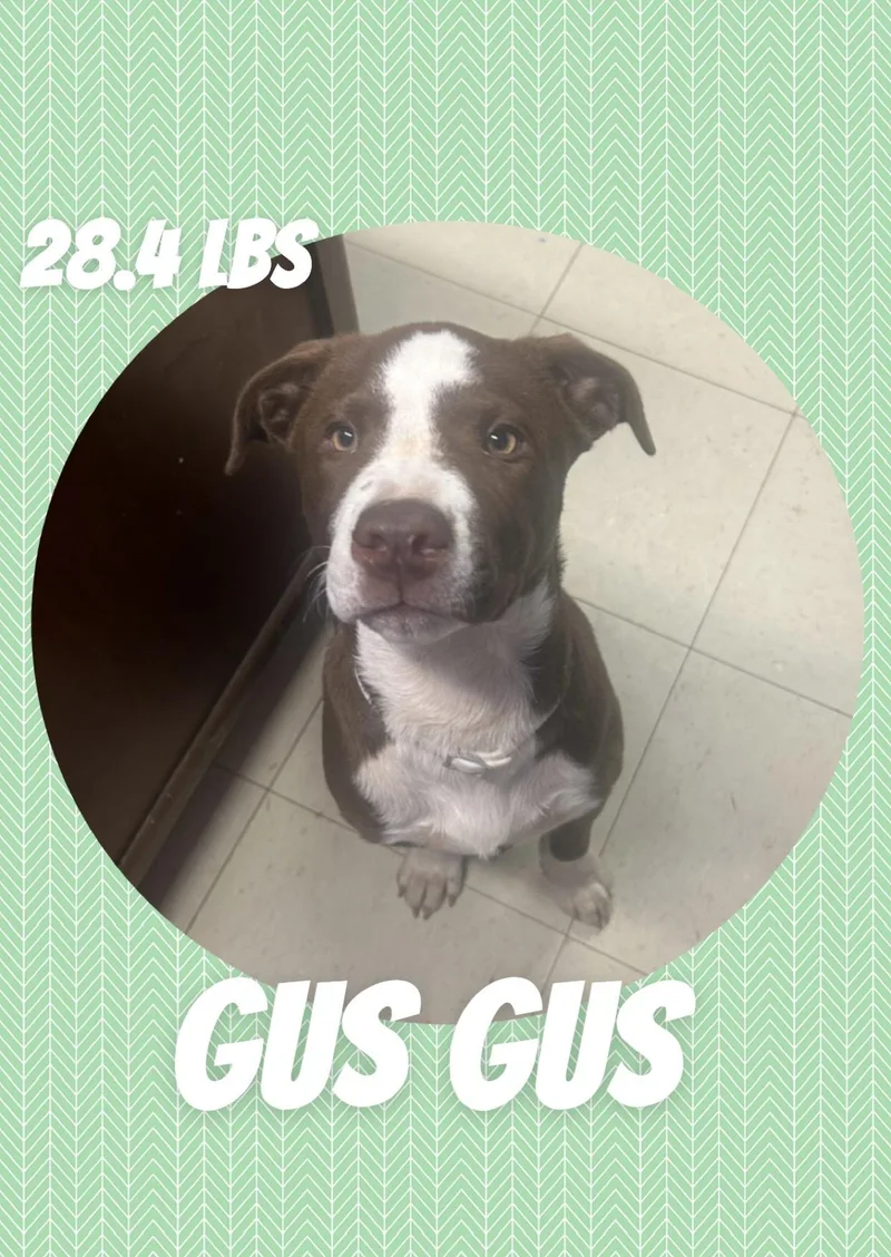 A young medium-sized male Brown / Chocolate Pit Bull Terrier dog named Gus Gus for adoption in McArthur, OH