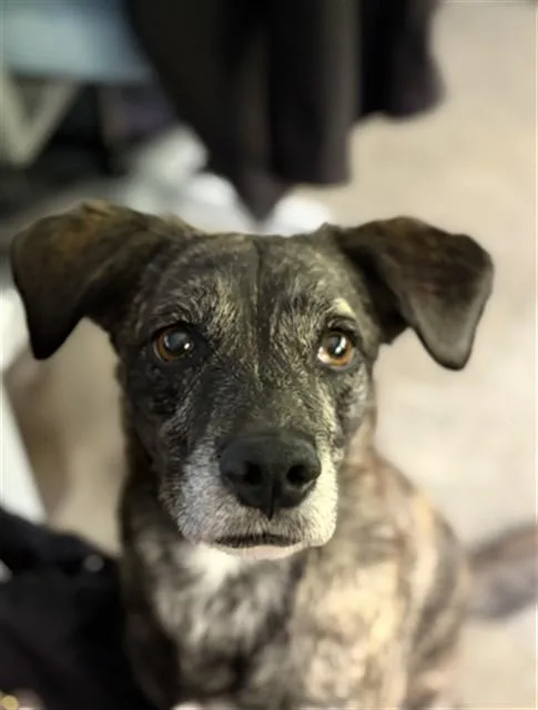 An adult medium-sized female Bluetick Coonhound dog named Winter for adoption in Houston, TX