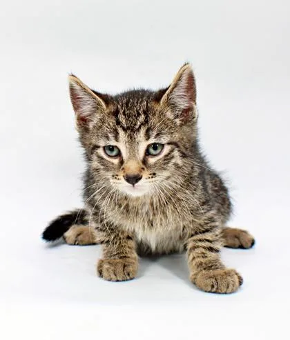 A baby small-sized male Domestic Short Hair cat named Jack for adoption in Morton Grove, IL