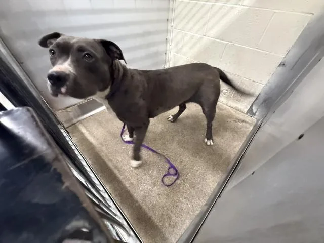 A young large-sized female Pit Bull Terrier dog named Lola for adoption in San Bernardino, CA