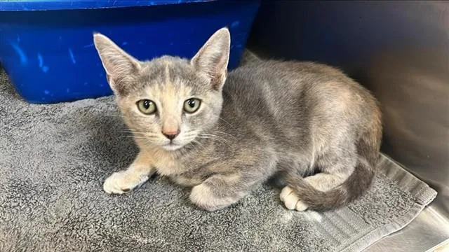 A baby small-sized female Domestic Short Hair cat named Wanda for adoption in Corpus Christi, TX