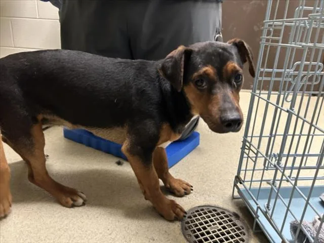 A young medium-sized female Beagle dog named Robin for adoption in Chapel Hill, NC