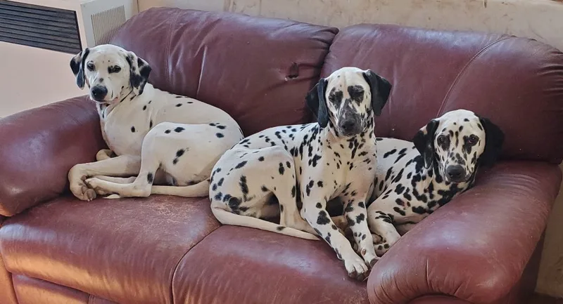 Pollyanna thumbnail 2