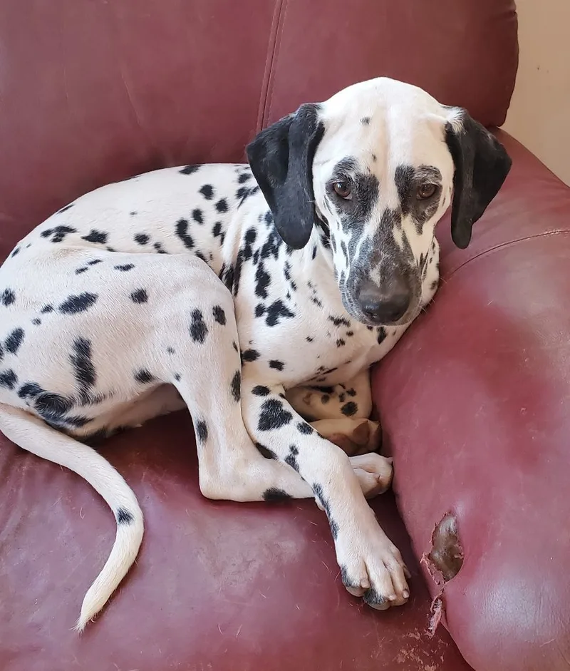 Pollyanna thumbnail 3