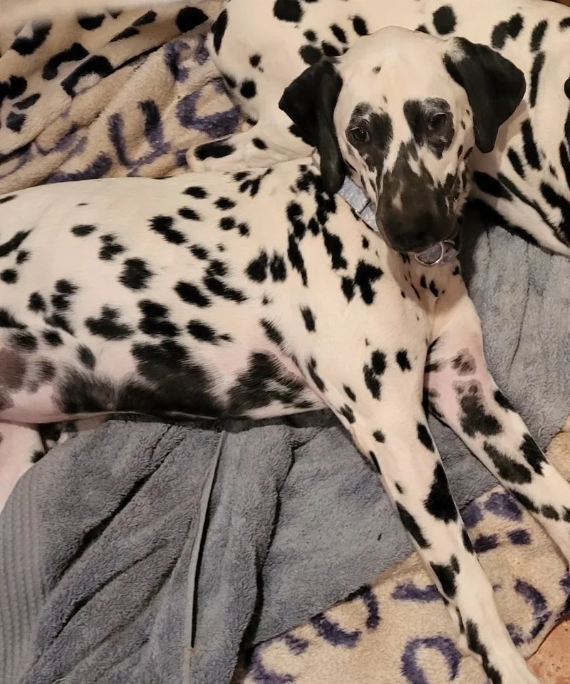 Pollyanna thumbnail 4