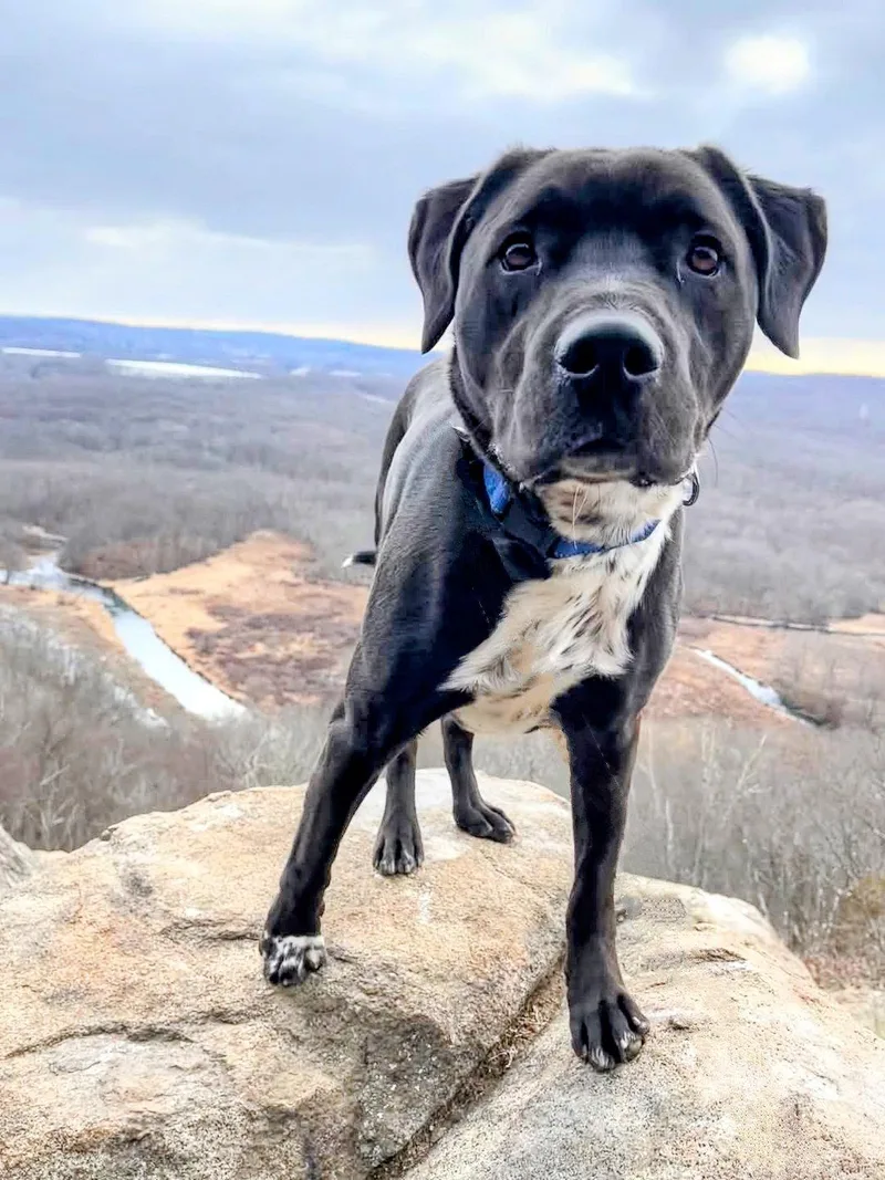 Rocky thumbnail 2