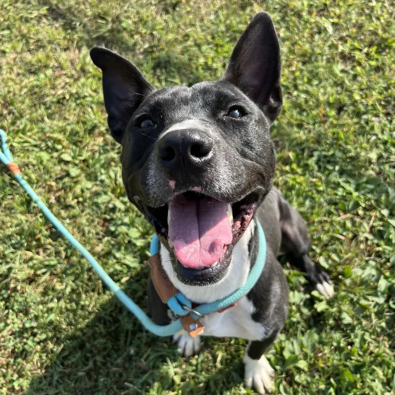 An adult medium-sized male Black Mixed Breed dog named Socks for adoption in Chattanooga, TN