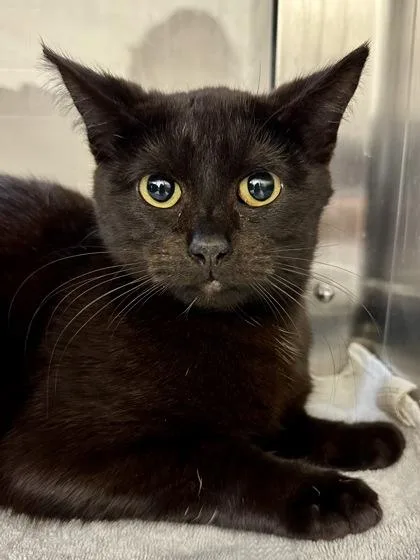 A young small-sized female Brown / Chocolate Domestic Short Hair cat named Chocolate Caramel Brownie Sundae for adoption in Wichita, KS