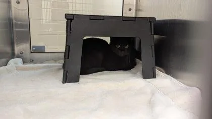 Chocolate Caramel Brownie Sundae thumbnail 2