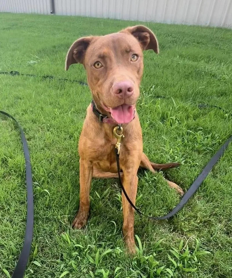 A young medium-sized female Red / Chestnut / Orange Labrador Retriever dog named Ella for adoption in Shawnee, OK