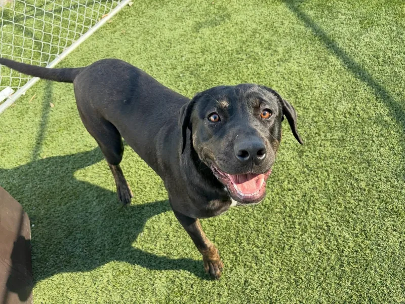 A baby large-sized male Brindle Labrador Retriever dog named Aiden for adoption in Midway City, CA