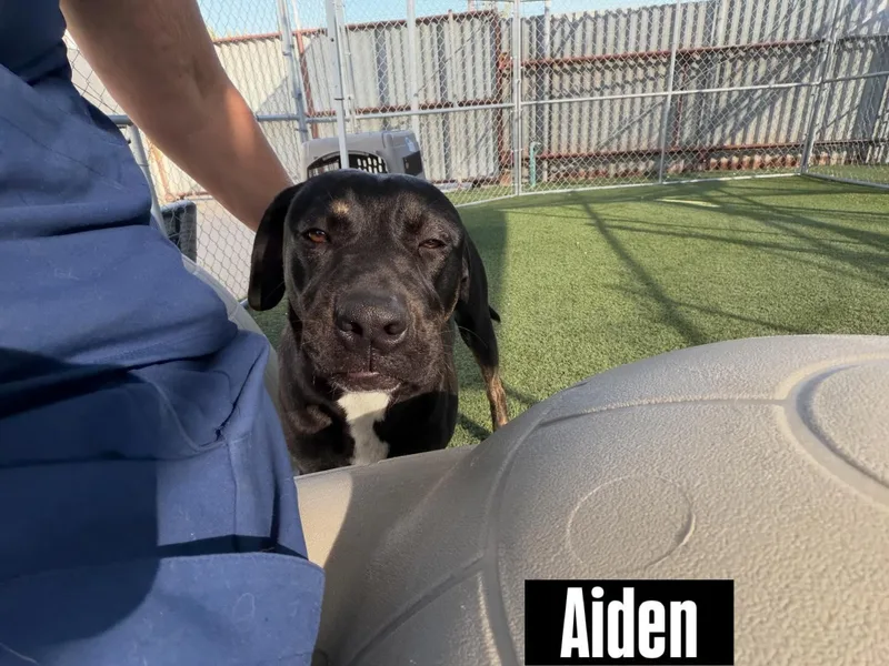 Aiden thumbnail 4