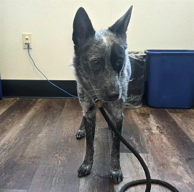 An adult medium-sized female Australian Cattle Dog / Blue Heeler dog named Tinka for adoption in Albuquerque, NM