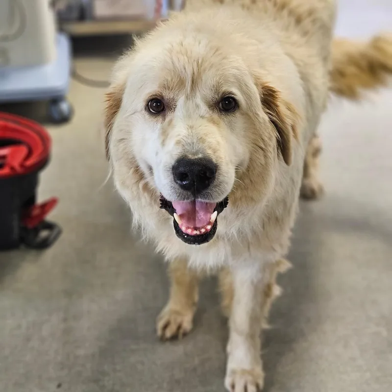 An adult extra large-sized male White / Cream Great Pyrenees dog named Ace for adoption in Jasper, IN