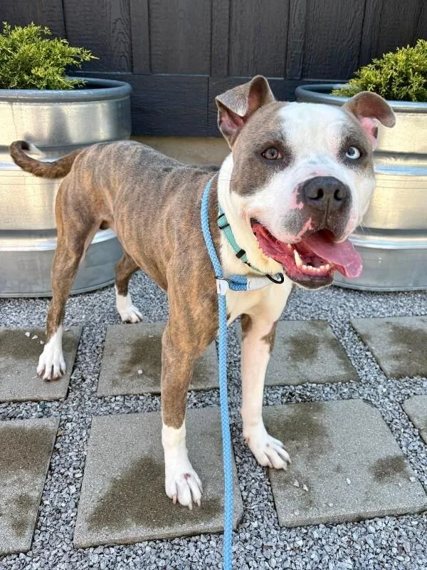 An adult large-sized male White / Cream Mixed Breed dog named Gotti for adoption in Cincinnati, OH