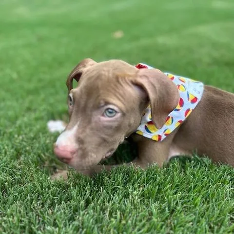 A baby medium-sized male Brown / Chocolate Labrador Retriever dog named Andy for adoption in Rock Hill, SC