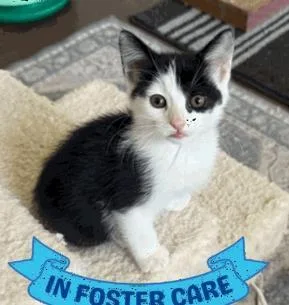 A baby small-sized female Domestic Short Hair cat named Puff for adoption in Largo, FL