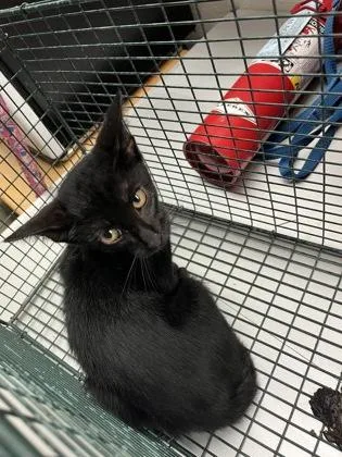A baby small-sized male Domestic Short Hair cat named Giovanni for adoption in Gainesville, FL