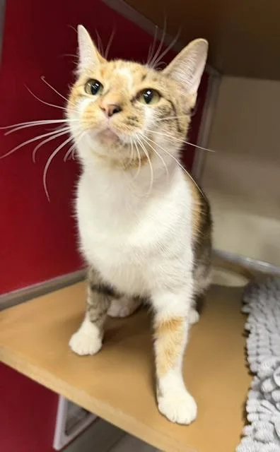 An adult small-sized female Domestic Short Hair cat named Myrtle for adoption in Clarks Summit, PA