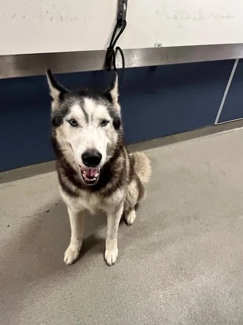 An adult large-sized male Siberian Husky dog named Max for adoption in Miami, FL