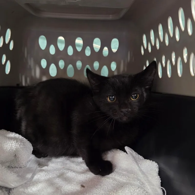 A baby small-sized male Black Domestic Short Hair cat named B Twilight for adoption in Centralia, WA
