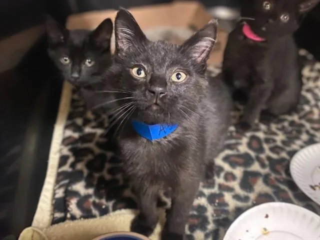 A baby small-sized male Domestic Short Hair cat named Blueberry for adoption in Fort Wayne, IN